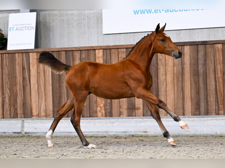 Zangersheide Merrie Veulen (05/2025) Roodbruin in Zelle