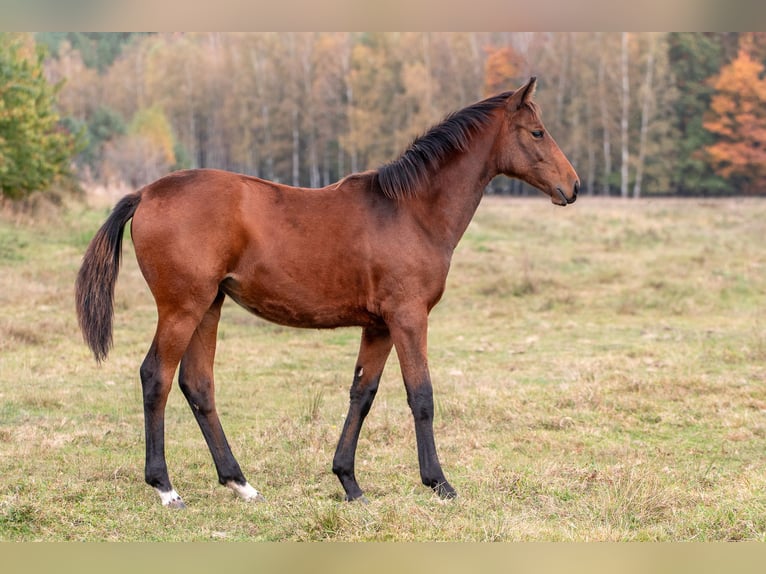 Zangersheide Merrie veulen (03/2024) Roodbruin in Zielona Góra