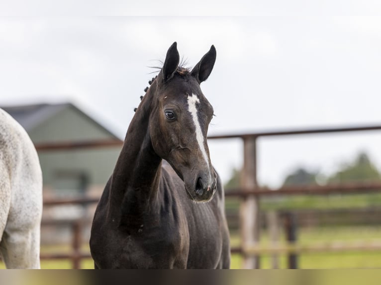 Zangersheide Merrie Veulen (05/2025) Schimmel in Waddinxveen