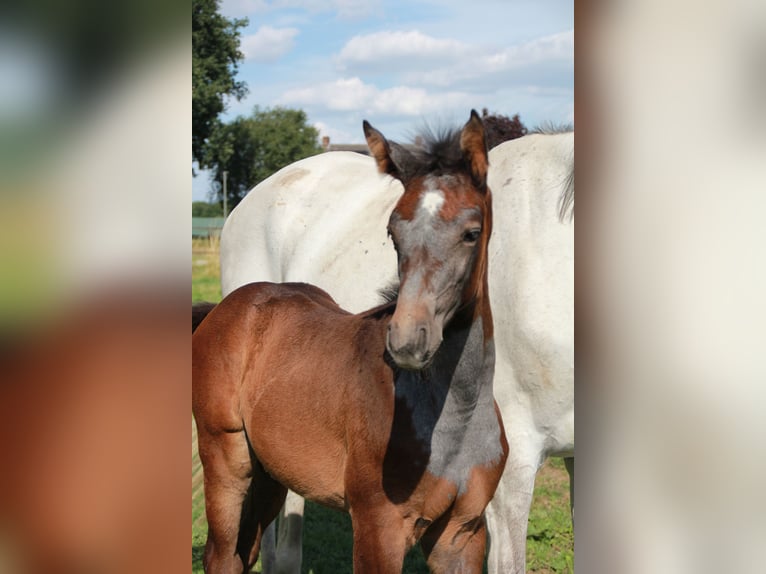 Zangersheide Merrie  Schimmel in Wanssum