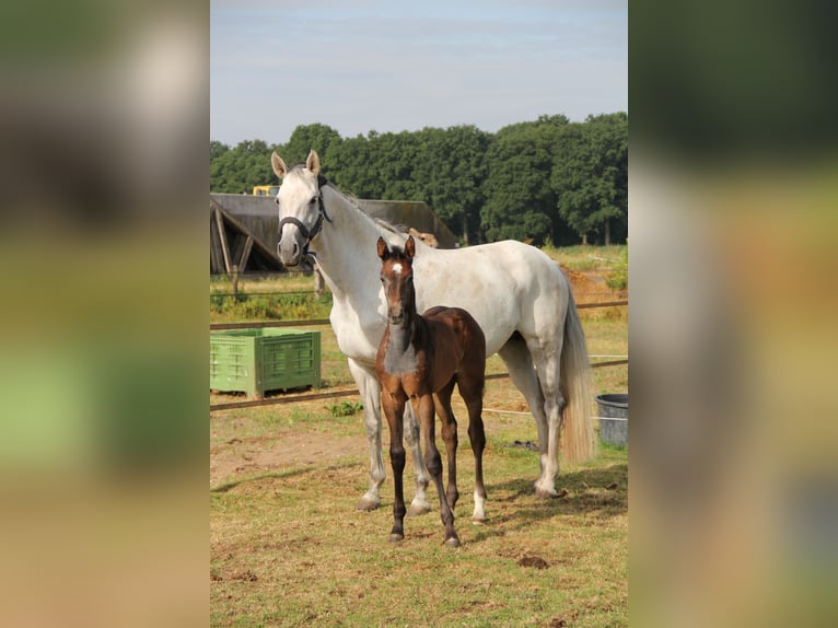 Zangersheide Merrie  Schimmel in Wanssum