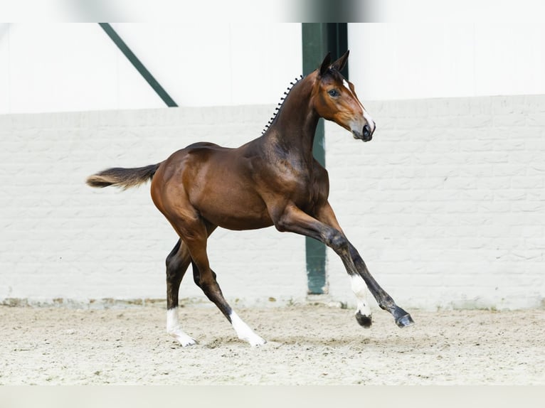 Zangersheide Merrie Veulen (05/2025) in Heerde
