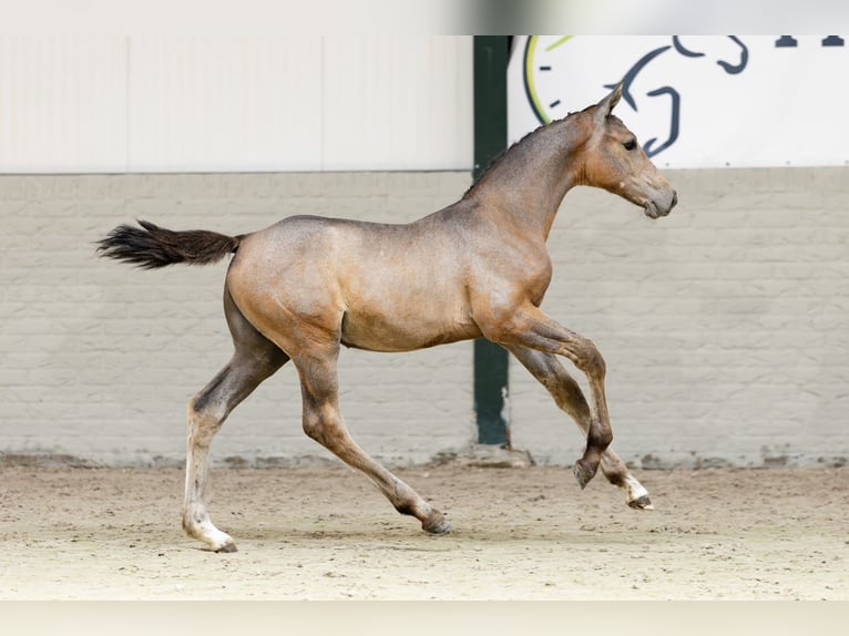 Zangersheide Merrie  in Heerde