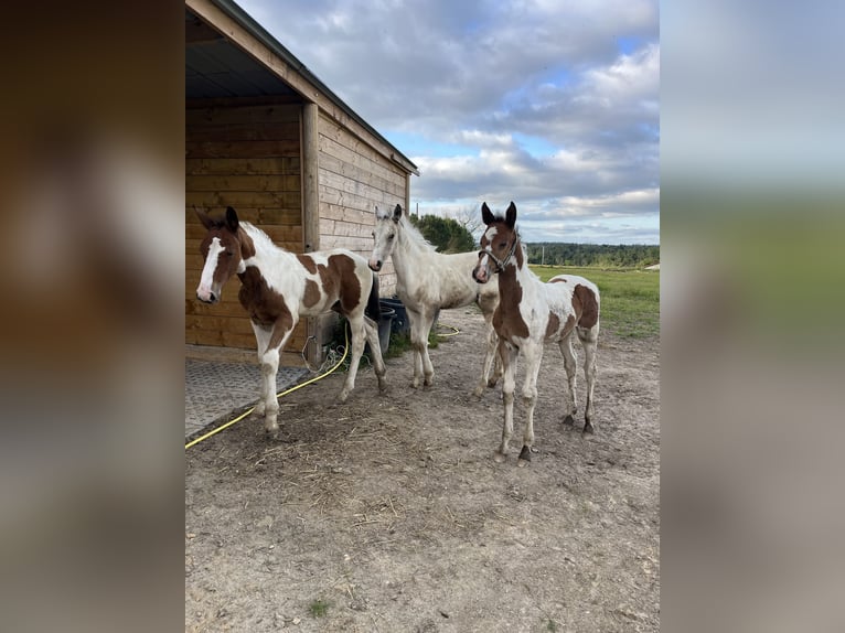 Zangersheide Merrie veulen (01/2024) Tobiano-alle-kleuren in La Roche-Chalais