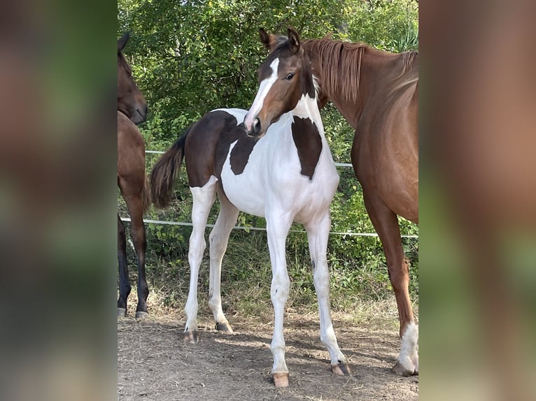 Zangersheide Merrie  Tobiano-alle-kleuren in Teyssode