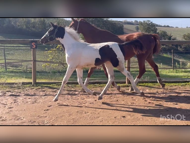 Zangersheide Merrie  Tobiano-alle-kleuren in Teyssode