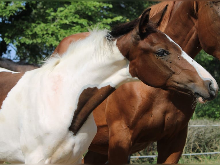 Zangersheide Merrie  Tobiano-alle-kleuren in Teyssode