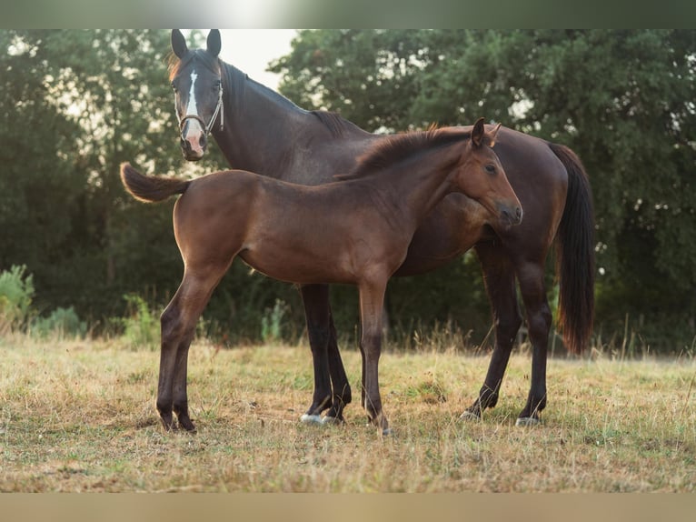 Zangersheide Mix Merrie Veulen (04/2026) Zwartbruin in Villefranche-sur-Saône