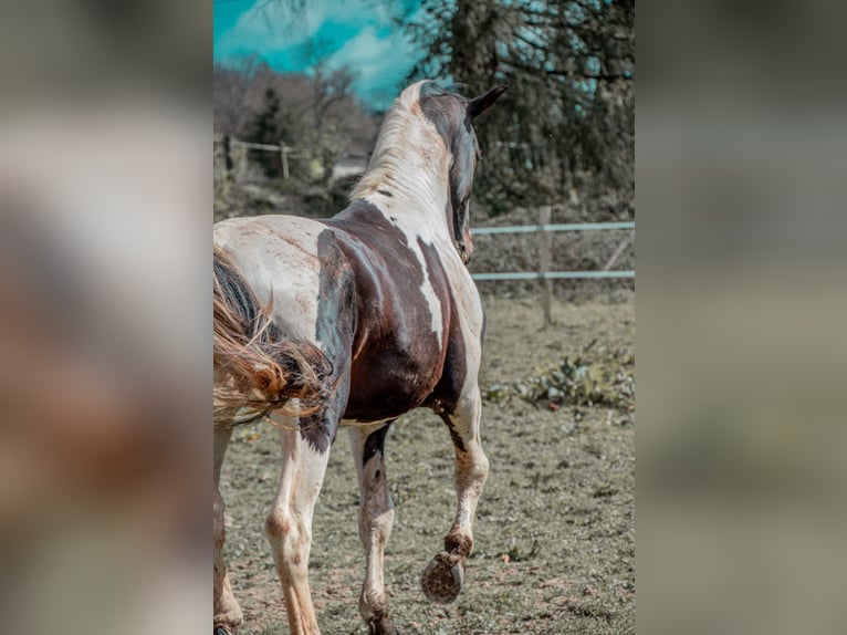 Zangersheide Ogier 10 lat 170 cm Tobiano wszelkich maści in JUILLAC