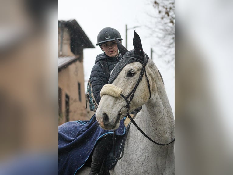Zangersheide Ogier 11 lat 182 cm Siwa w hreczce in Montrottier