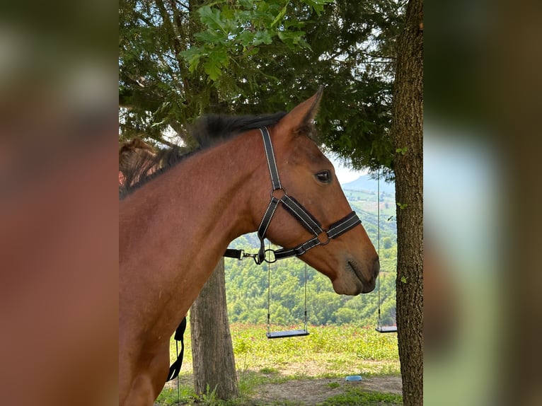 Zangersheide Ogier 1 Rok 170 cm Gniada in BisentiBisenti (TE)