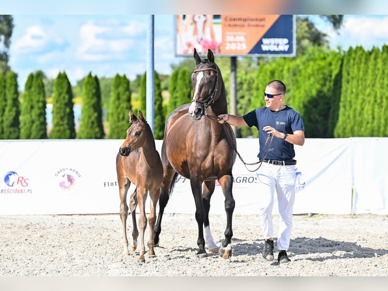 Zangersheide Ogier 1 Rok 172 cm Skarogniada in Budy Mszczonowskie