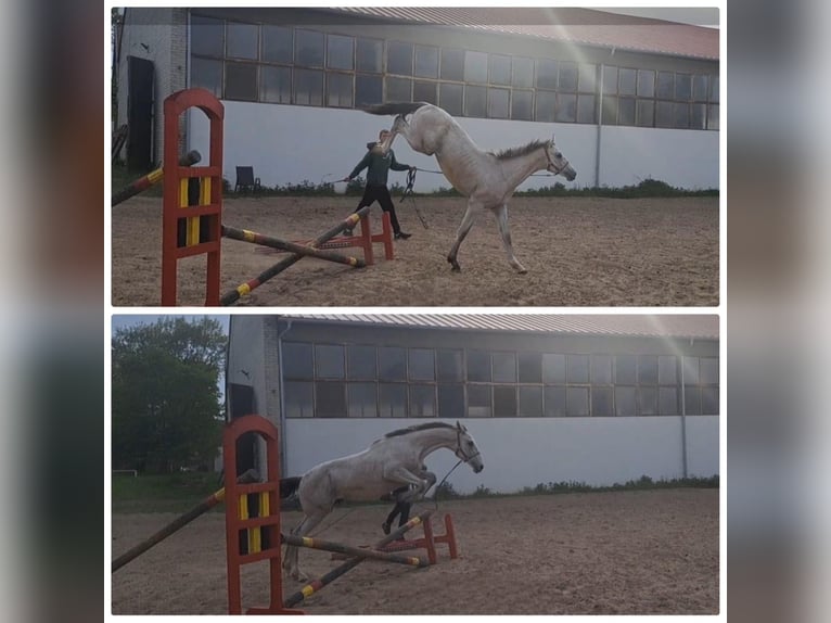 Zangersheide Ogier 1 Rok Siwa in Pęklewo