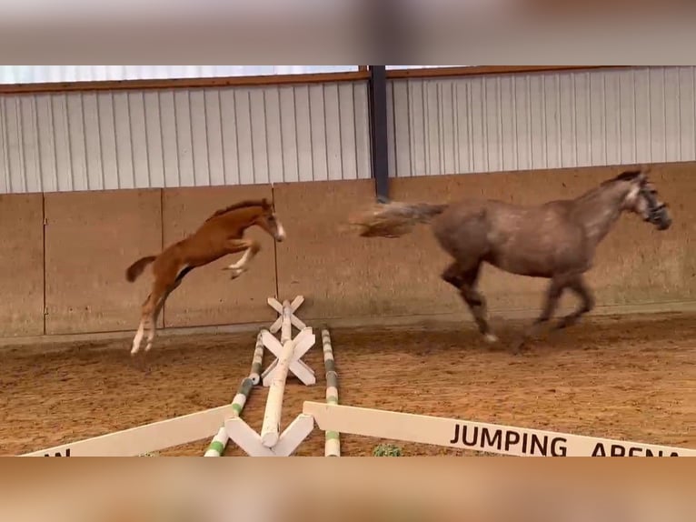 Zangersheide Ogier 1 Rok Siwa in Seetz