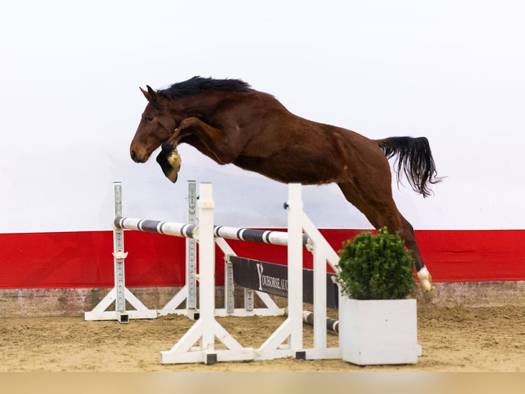 Zangersheide Ogier 2 lat 149 cm Gniada in Waddinxveen