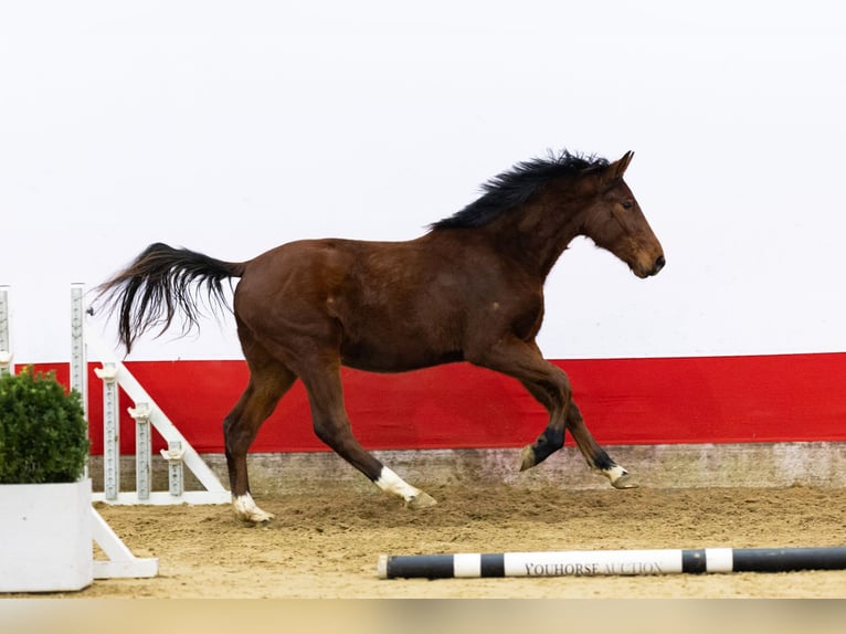 Zangersheide Ogier 2 lat 149 cm Gniada in Waddinxveen