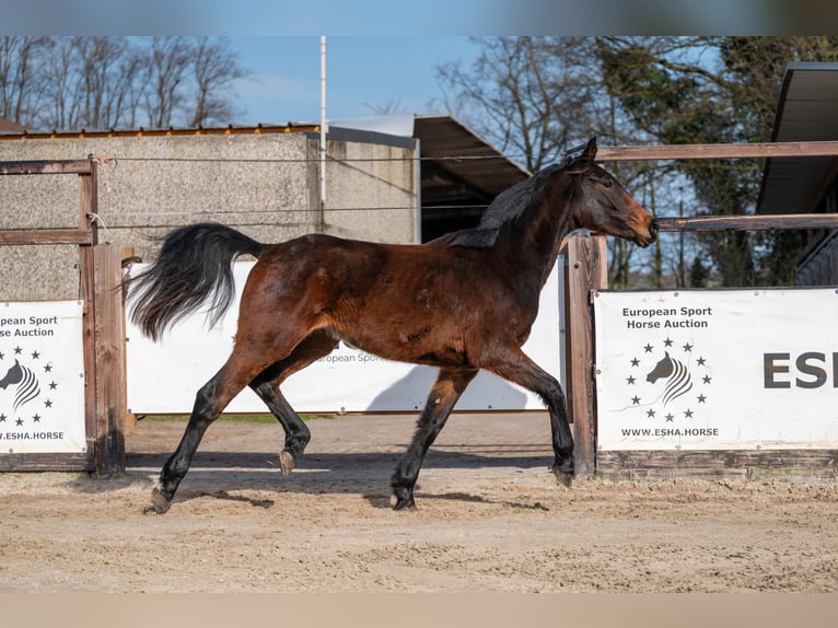 Zangersheide Ogier 2 lat 158 cm  in GROTE-BROGEL