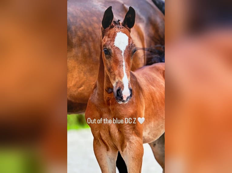 Zangersheide Ogier 2 lat 158 cm Skarogniada in Heusden-ZolderHeusden
