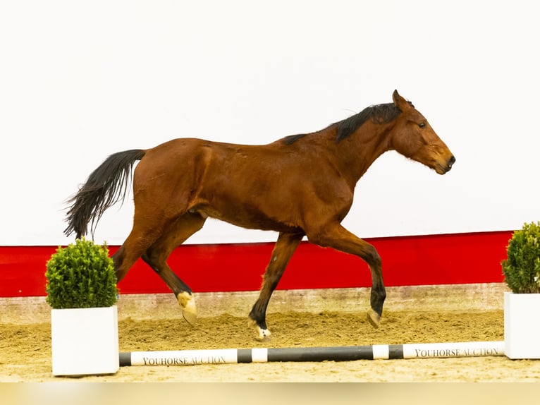 Zangersheide Ogier 2 lat 159 cm Gniada in Waddinxveen