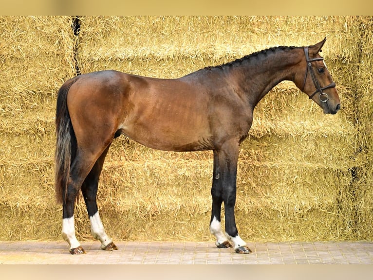 Zangersheide Ogier 2 lat 161 cm Gniada in Bladel