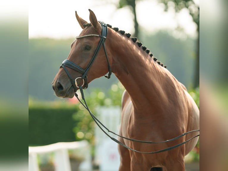 Zangersheide Ogier 2 lat 166 cm Ciemnogniada in Münster