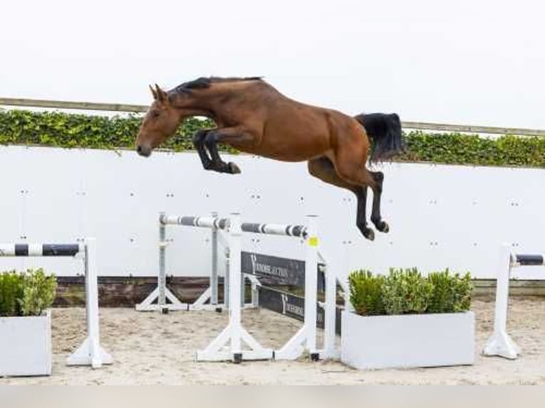 Zangersheide Ogier 2 lat 166 cm Gniada in Waddinxveen