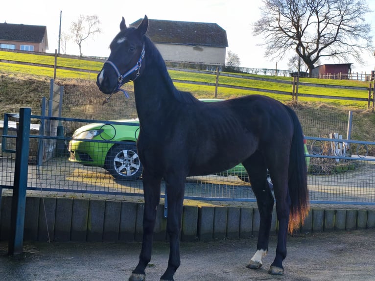 Zangersheide Mix Ogier 2 lat 167 cm Ciemnogniada in Hepscheid