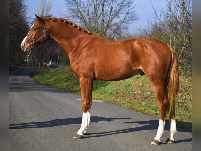 Zangersheide Ogier 2 lat 167 cm Kasztanowata in Gyula