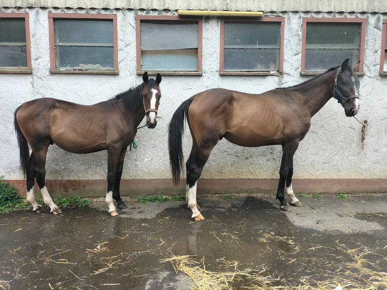 Zangersheide Ogier 2 lat 168 cm Gniada in Reiskirchen