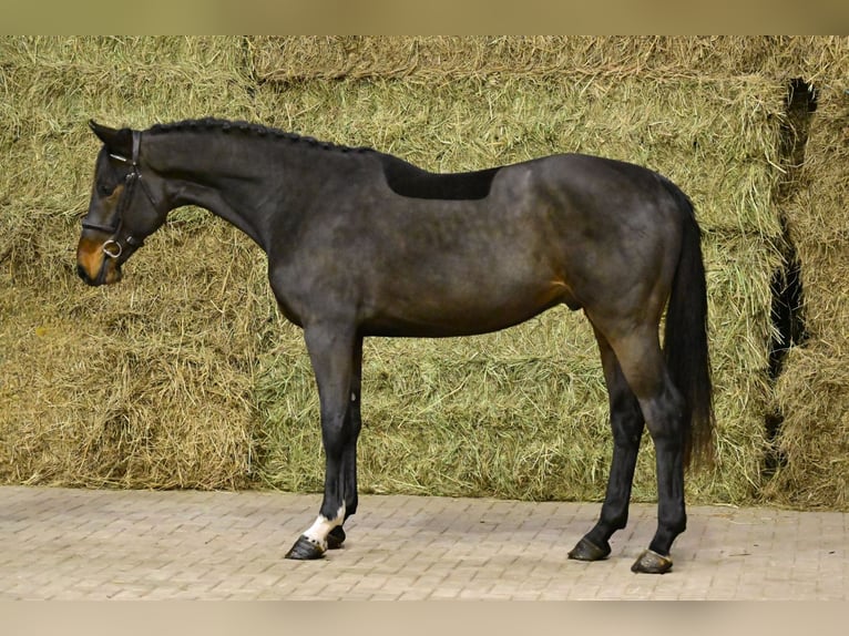 Zangersheide Ogier 2 lat 170 cm Ciemnogniada in Bladel