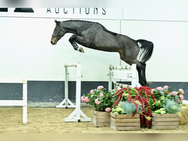 Zangersheide Ogier 2 lat 170 cm Ciemnogniada in Bladel