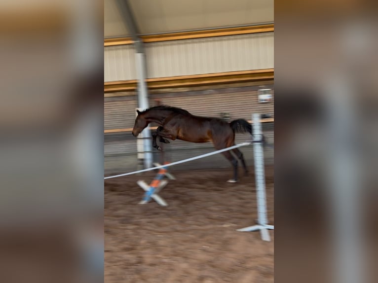 Zangersheide Ogier 2 lat 170 cm Gniada in Eerste Exloërmond