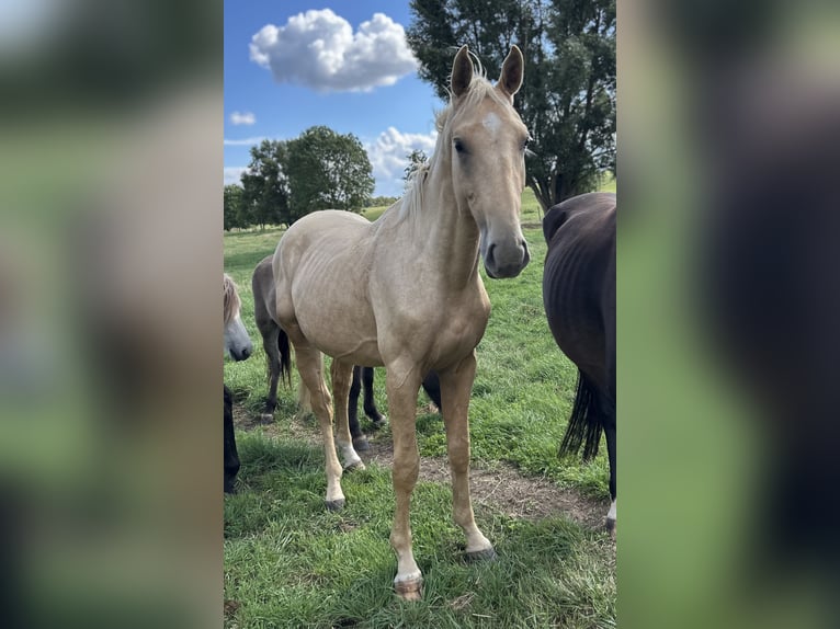 Zangersheide Ogier 2 lat 170 cm Izabelowata in Mücheln (Geiseltal)