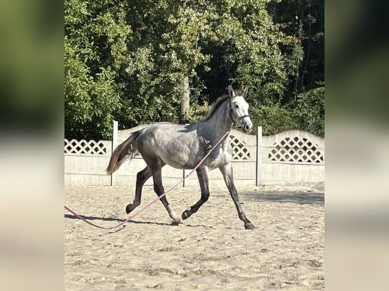 Zangersheide Ogier 2 lat 173 cm Siwa in Dąbrowiec