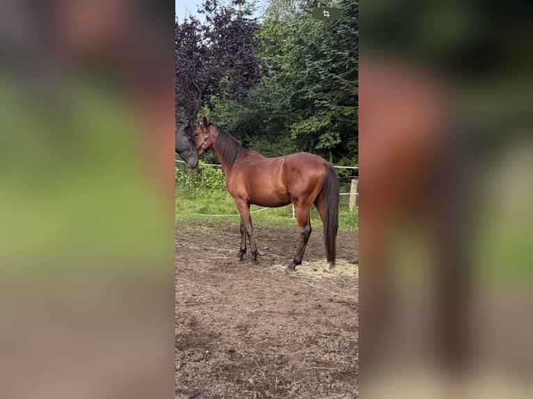 Zangersheide Ogier 2 lat Gniada in Lingen