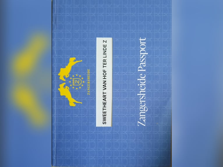 Zangersheide Ogier 2 lat Srokata in Ketzelsdorf