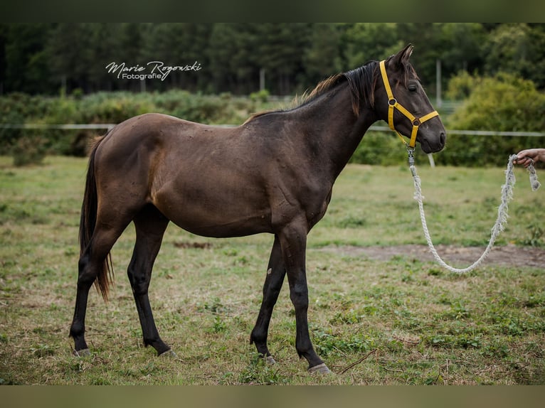 Zangersheide Ogier 3 lat 148 cm Kara in Beaumont pied-de-boeuf
