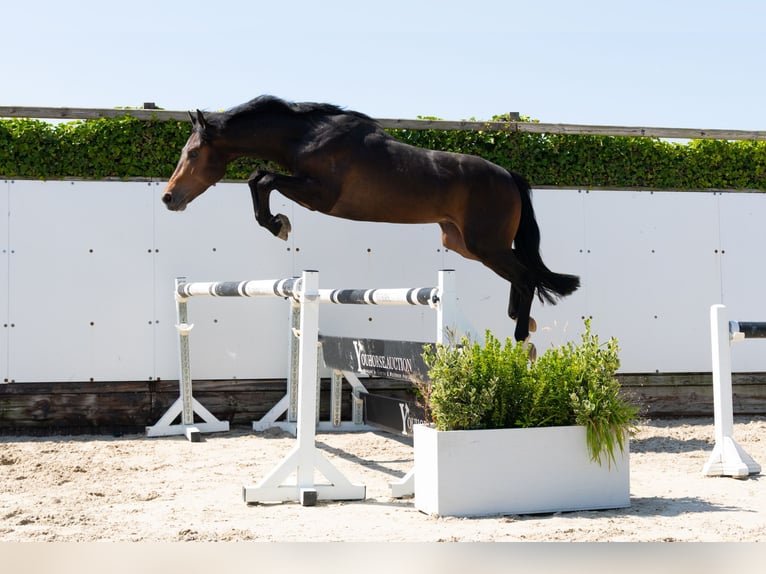 Zangersheide Ogier 3 lat 155 cm Ciemnogniada in Waddinxveen