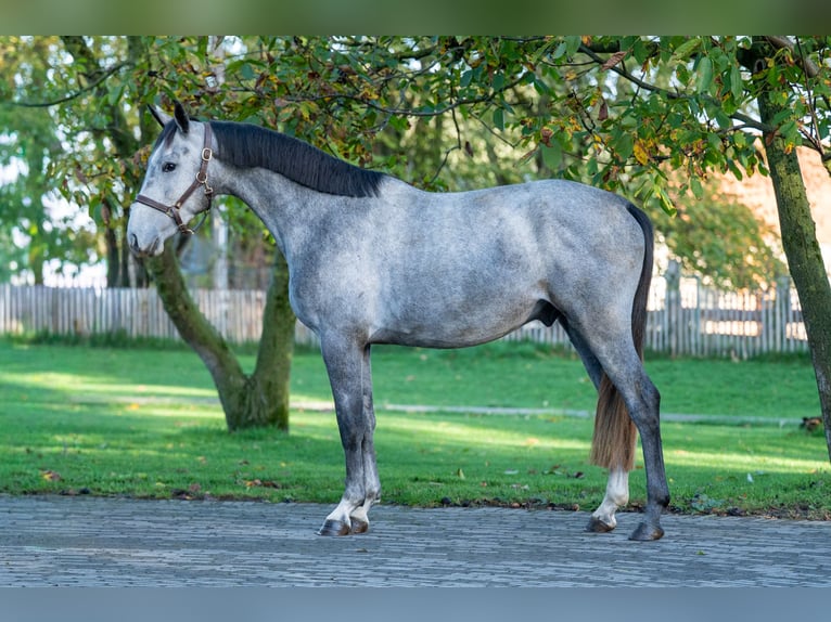 Zangersheide Ogier 3 lat 156 cm Siwa in GROTE-BROGEL