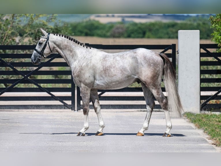 Zangersheide Ogier 3 lat 159 cm Siwa in TÖK