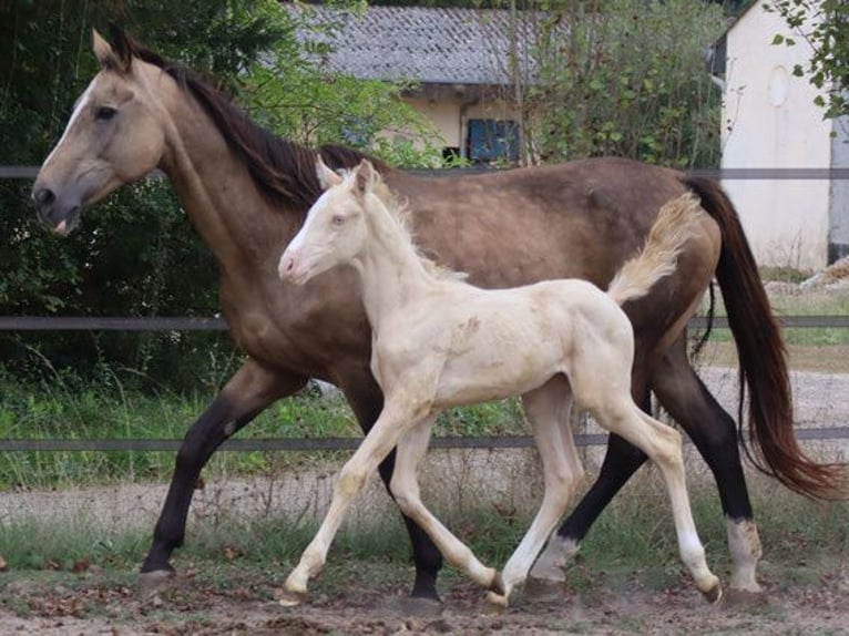 Zangersheide Ogier 3 lat 160 cm Perlino in Beaumont pied-de-boeuf