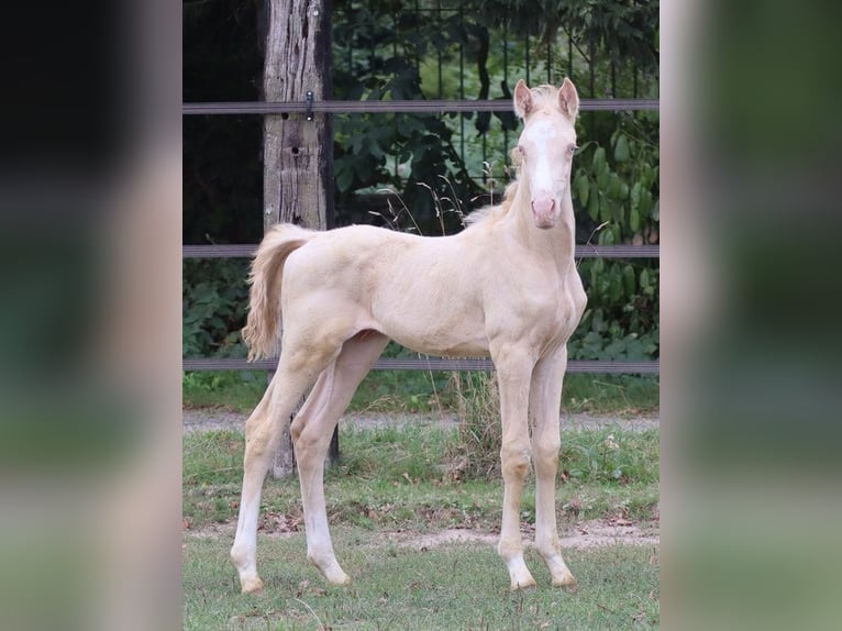 Zangersheide Ogier 3 lat 160 cm Perlino in Beaumont pied-de-boeuf