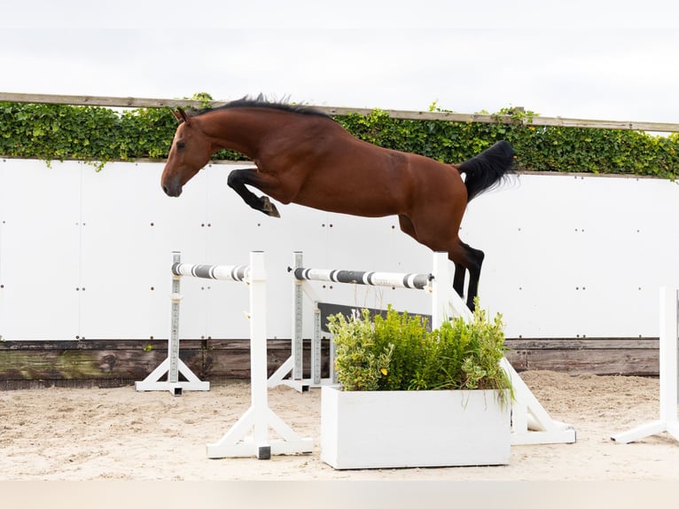 Zangersheide Ogier 3 lat 164 cm Gniada in Waddinxveen Zangersheide Ogier 3 lat 164 cm Gniada in Waddinxveen
