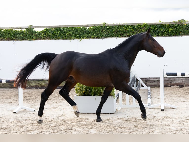 Zangersheide Ogier 3 lat 165 cm Ciemnogniada in Waddinxveen