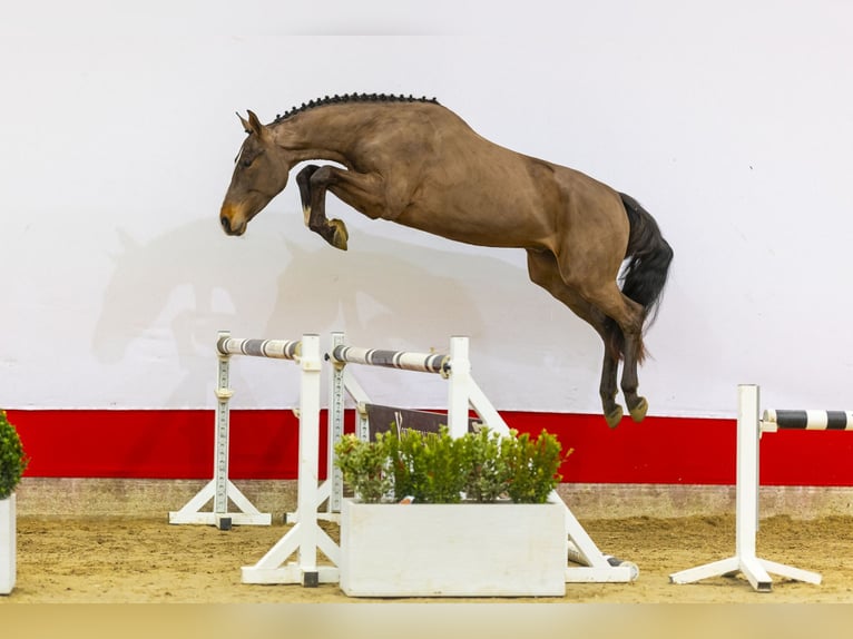 Zangersheide Ogier 3 lat 165 cm Ciemnogniada in Waddinxveen