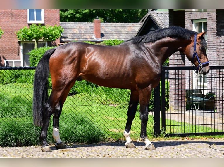 Zangersheide Ogier 3 lat 165 cm Gniada in Bladel