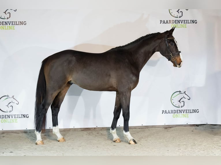 Zangersheide Ogier 3 lat 166 cm Ciemnogniada in Heerde