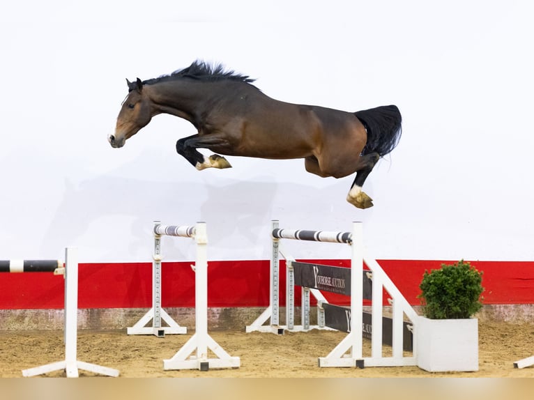 Zangersheide Ogier 3 lat 166 cm Gniada in Waddinxveen