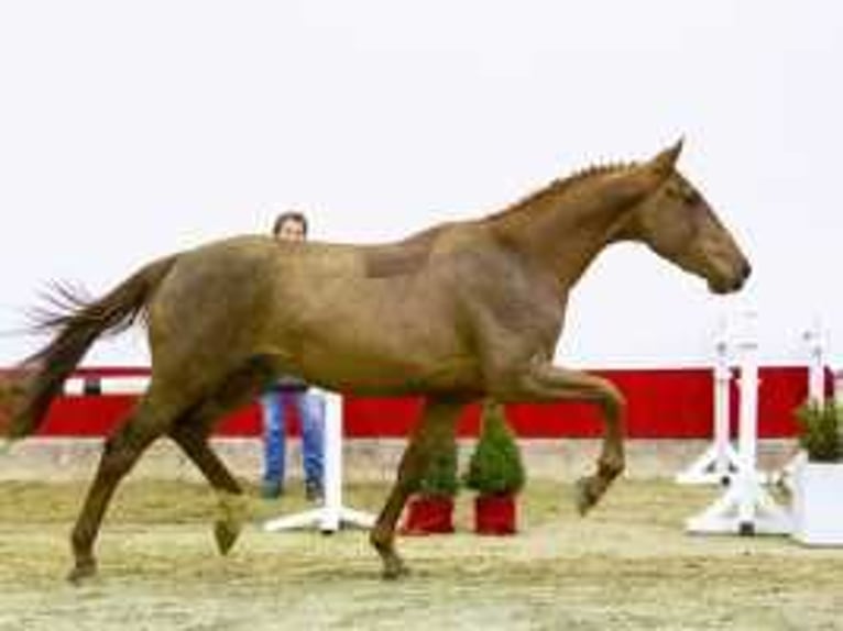 Zangersheide Ogier 3 lat 166 cm Kasztanowata in Waddinxveen