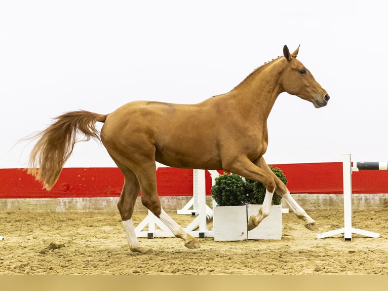 Zangersheide Ogier 3 lat 166 cm  in Waddinxveen